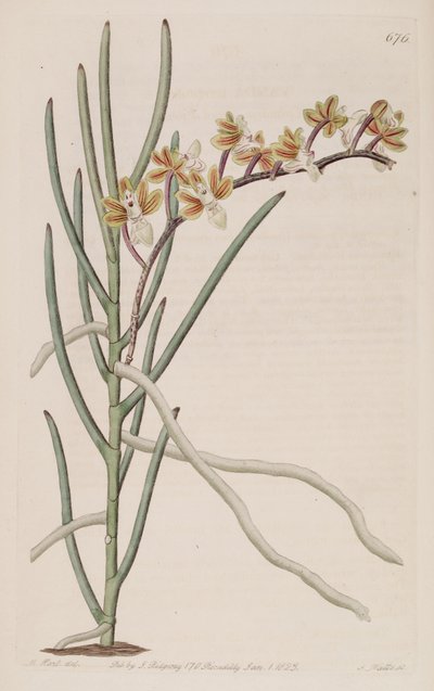 Illustration de Cleisostoma simondii (syn. Vanda teretifolia) - M. Hart